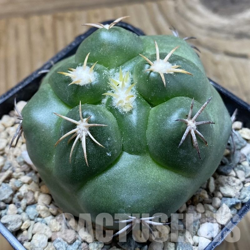 SH23852 Coryphantha bumamma 'Green'