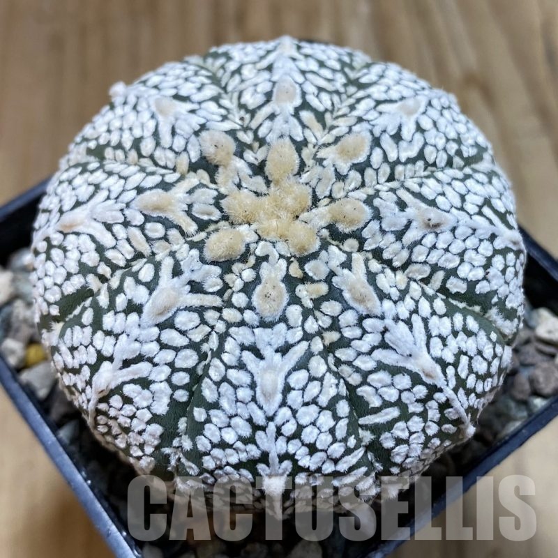 SH23876 Astrophytum asterias ‘Super Kabuto’ V-type