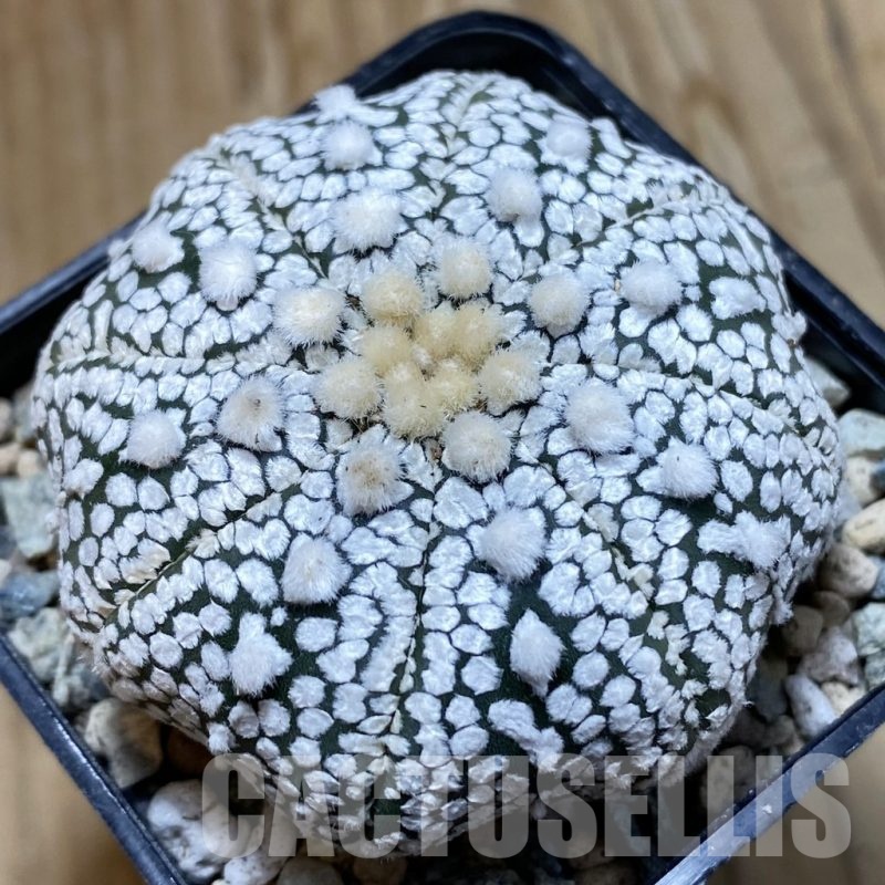 SH23880 Astrophytum asterias ‘Super Kabuto’ ‘Star Shape’ V-type