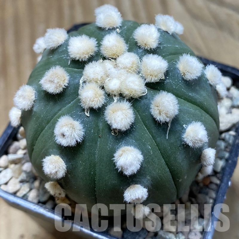 SH23955 Astrophytum asterias ‘Ooibo’