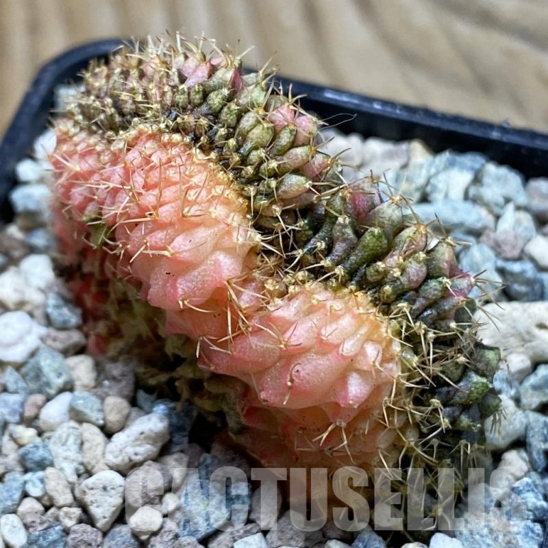 SH23956 Gymnocalycium mihanovichii variegata f. cristata