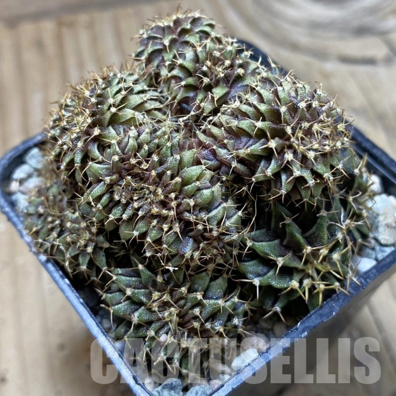 SH23957 Gymnocalycium mihanovichii f. cristata