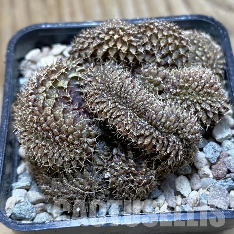 SH23958 Gymnocalycium mihanovichii f. cristata