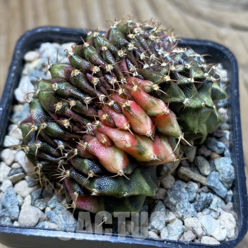 SH23959 Gymnocalycium mihanovichii variegata f. cristata