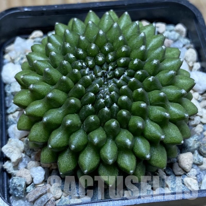 SH23960 Gymnocalycium mihanovichii ‘inermis’