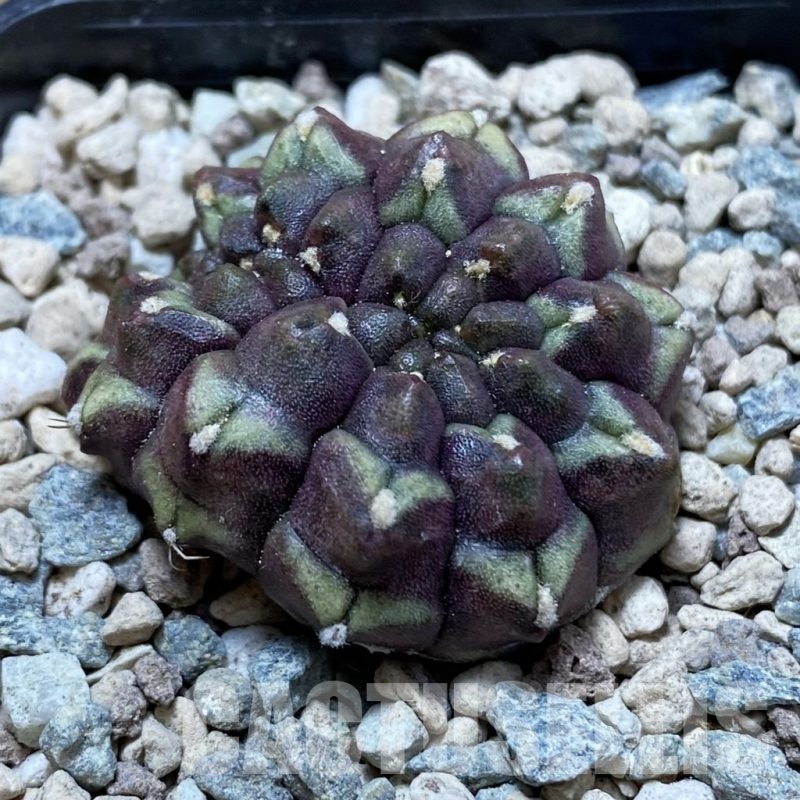SH23961 Gymnocalycium mihanovichii ‘Day Dream’ f. cristata