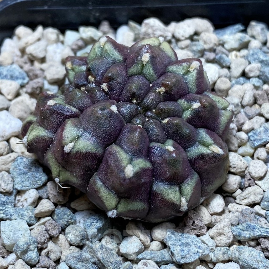 SH23961 Gymnocalycium mihanovichii ‘Day Dream’ f. cristata