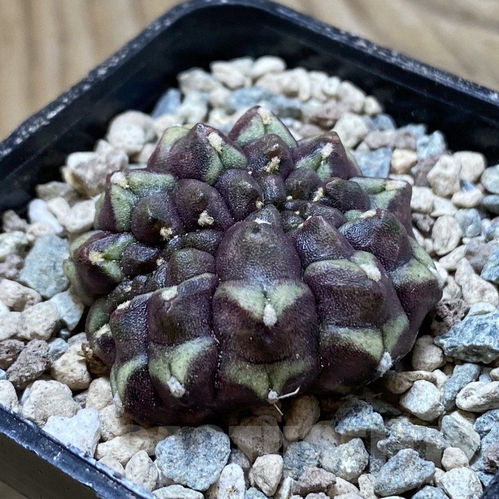 SH23961 Gymnocalycium mihanovichii ‘Day Dream’ f. cristata - Obrázek 2