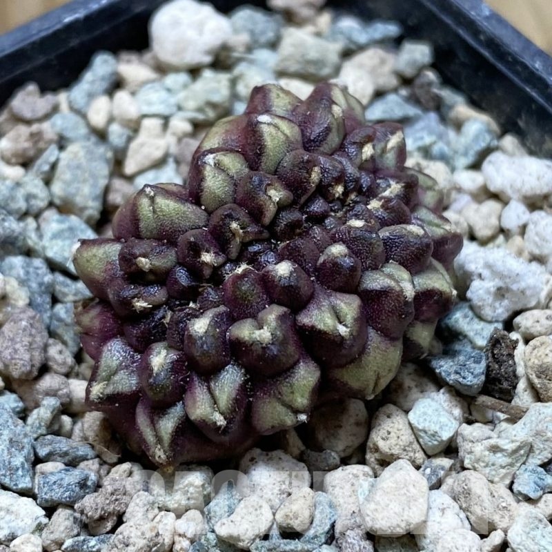 SH23962 Gymnocalycium mihanovichii ‘Day Dream’ f. cristata