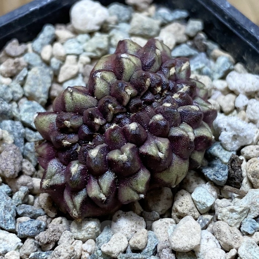 SH23962 Gymnocalycium mihanovichii ‘Day Dream’ f. cristata