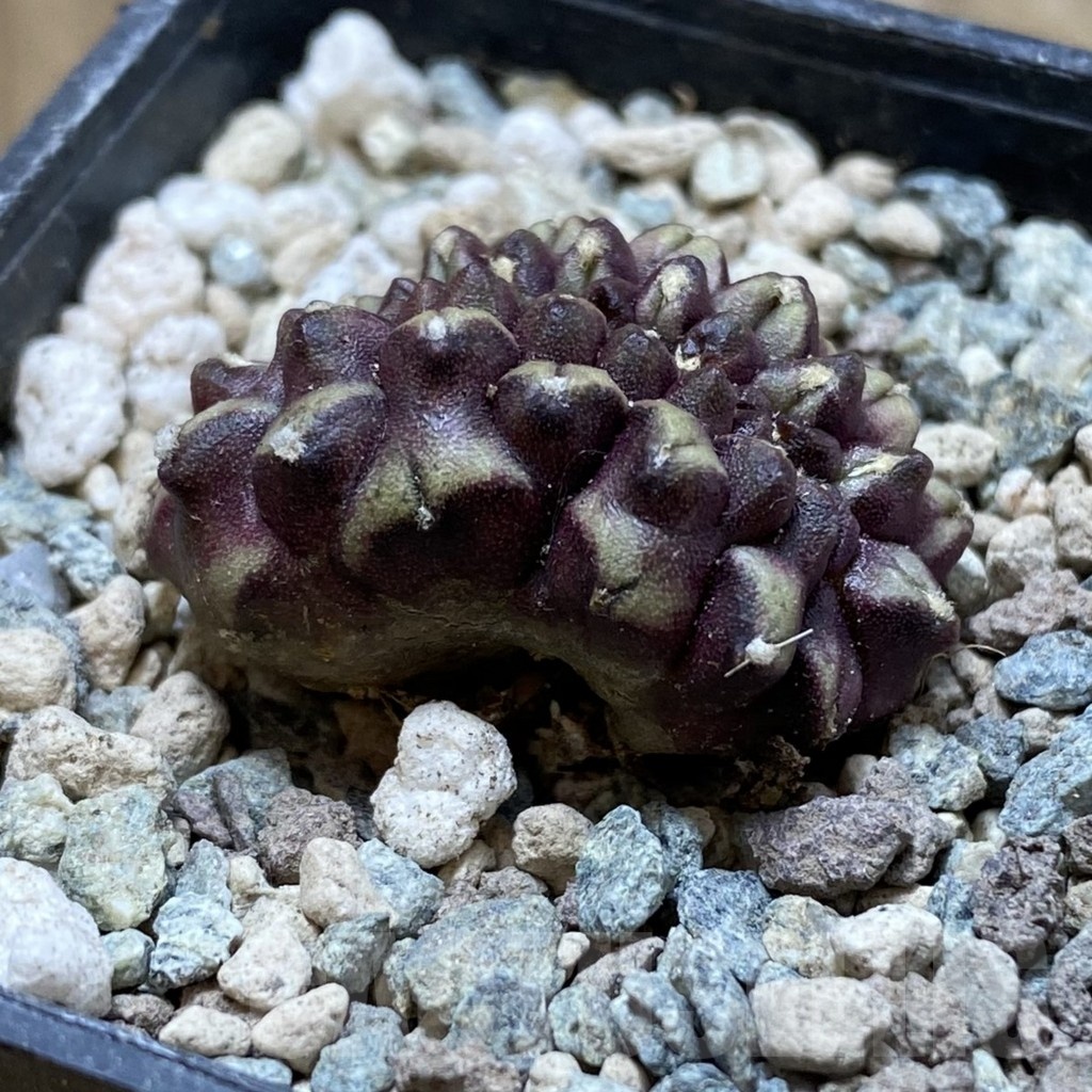 SH23962 Gymnocalycium mihanovichii ‘Day Dream’ f. cristata - Image 2