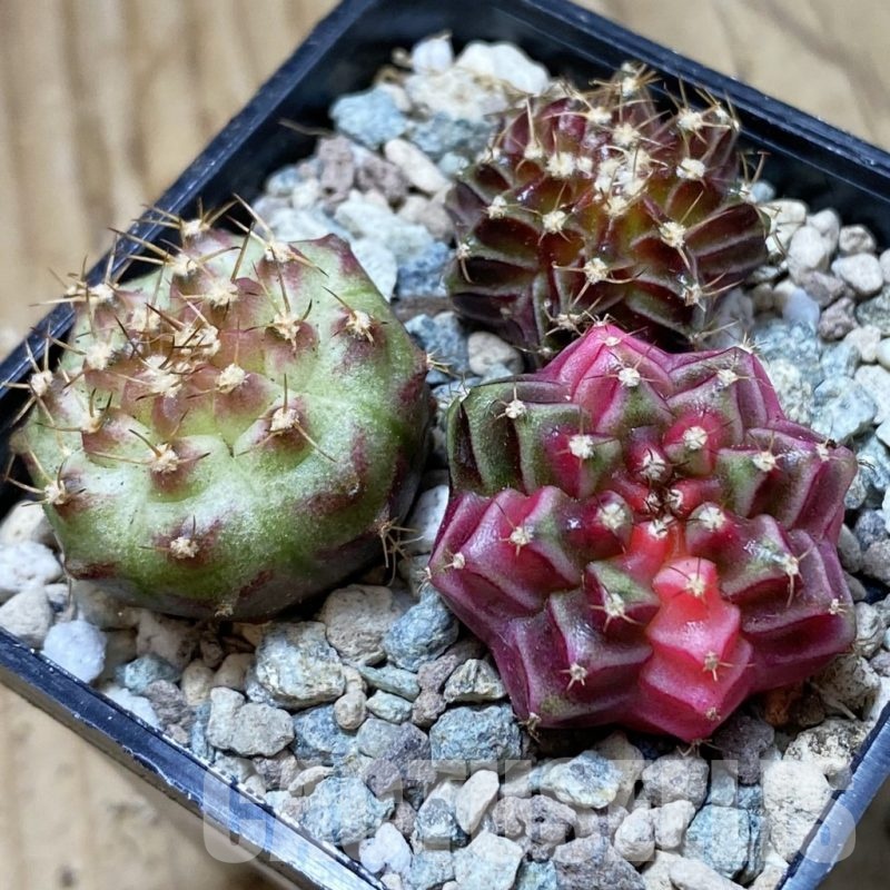 SH23963 Gymnocalycium mihanovichii ‘Neon’ hybrid, seedling mix