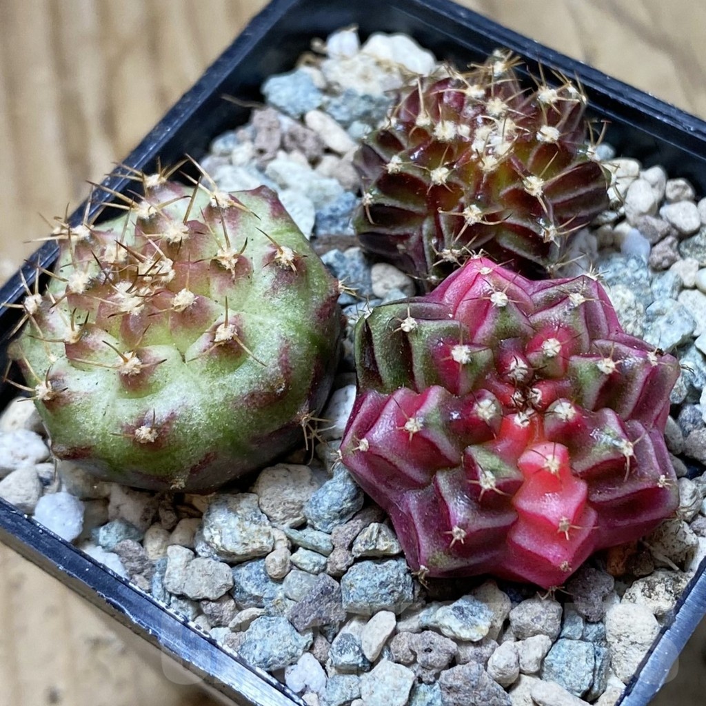 SH23963 Gymnocalycium mihanovichii ‘Neon’ hybrid, seedling mix