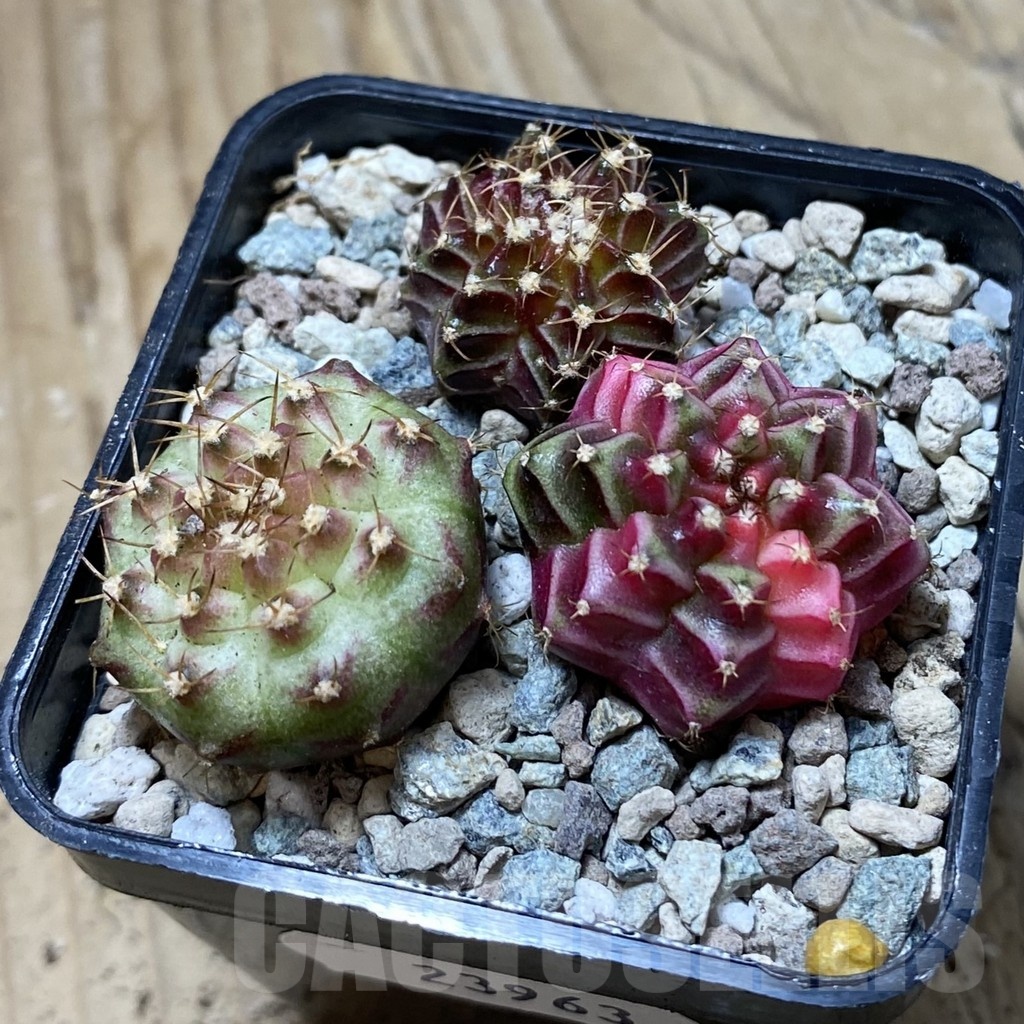 SH23963 Gymnocalycium mihanovichii ‘Neon’ hybrid, seedling mix - Image 2