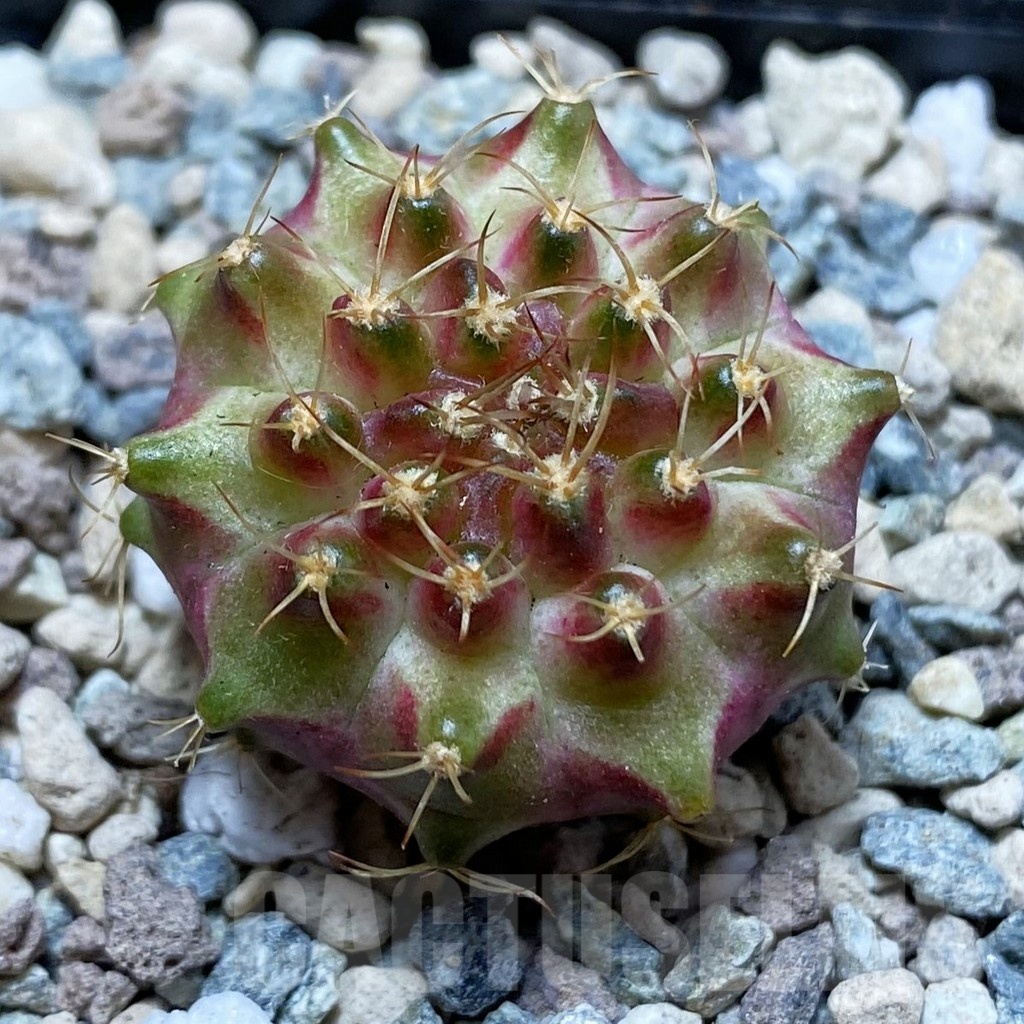 SH23964 Gymnocalycium mihanovichii ‘Neon’ hybrid