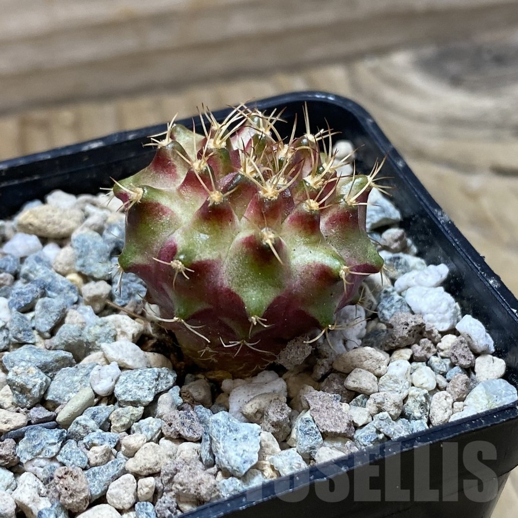 SH23964 Gymnocalycium mihanovichii ‘Neon’ hybrid - Obrázek 2