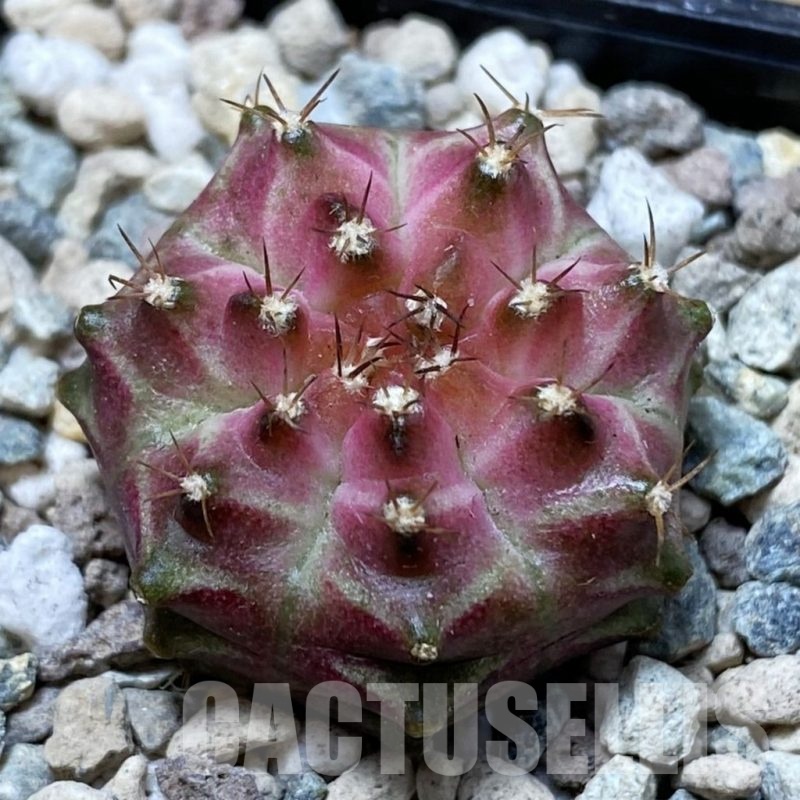 SH23965 Gymnocalycium mihanovichii ‘Neon’ hybrid