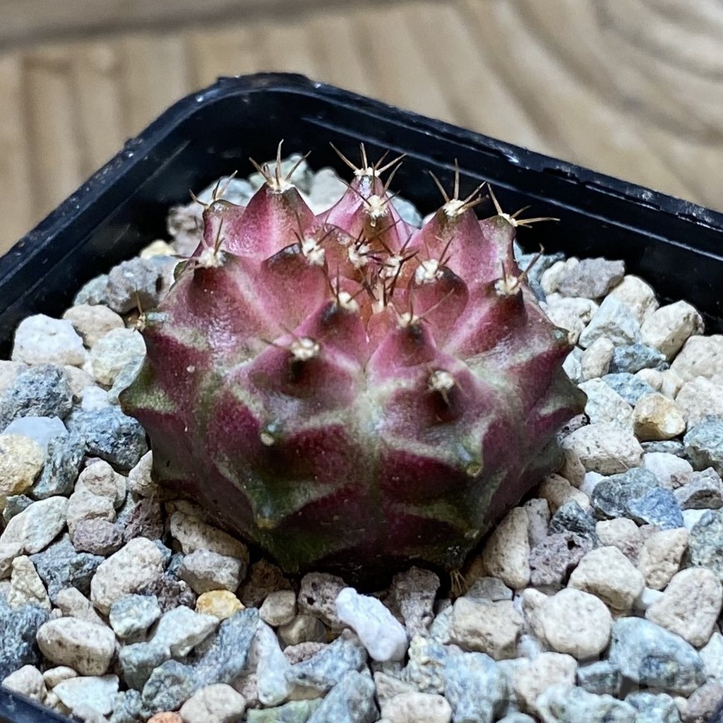 SH23965 Gymnocalycium mihanovichii ‘Neon’ hybrid - Image 2