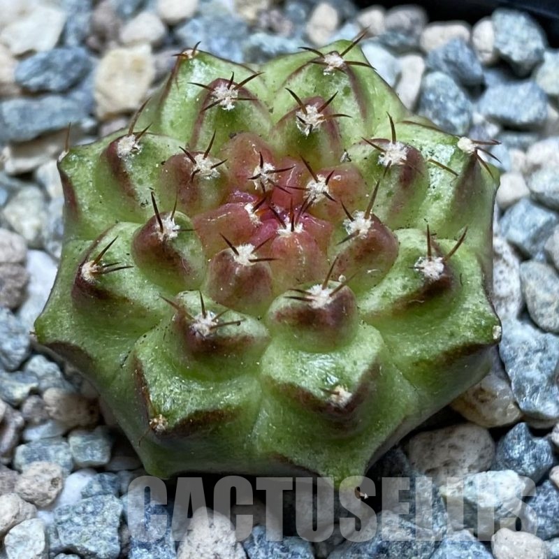 SH23966 Gymnocalycium mihanovichii ‘Neon’ hybrid