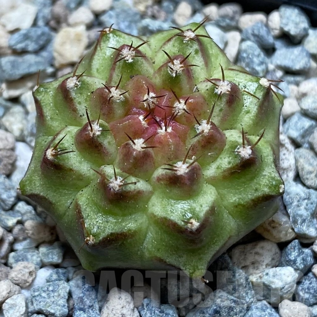SH23966 Gymnocalycium mihanovichii ‘Neon’ hybrid