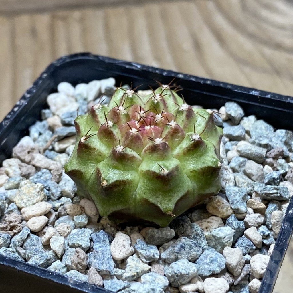 SH23966 Gymnocalycium mihanovichii ‘Neon’ hybrid - Image 2