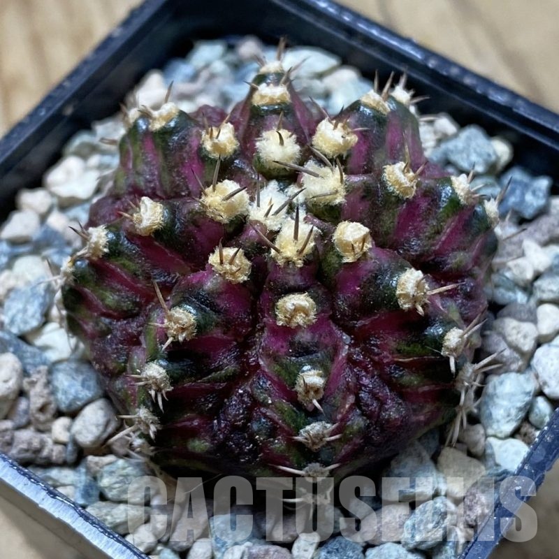 SH23967 Gymnocalycium mihanovichii ‘T-Rex’