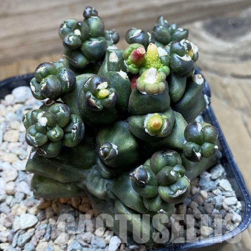 SH23926 Gymnocalycium mihanovichii ‘Transformer’
