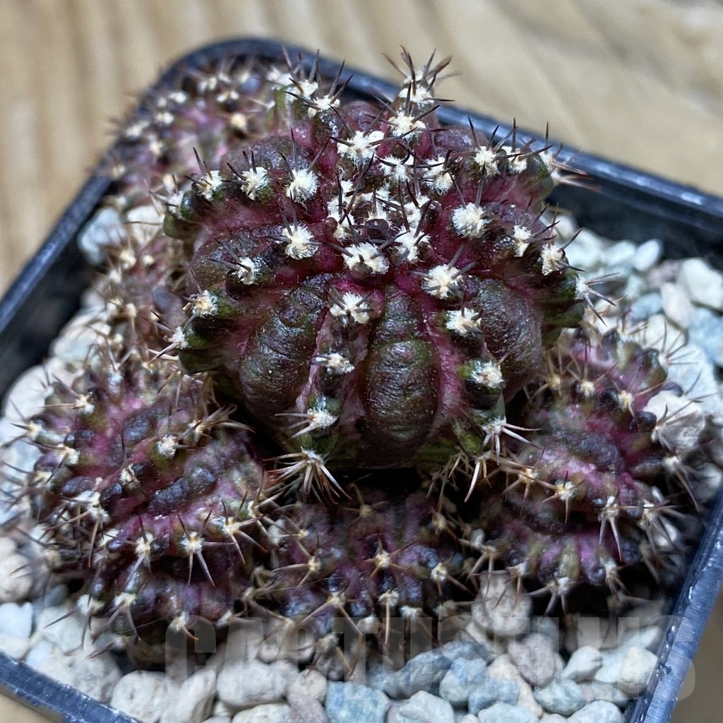 SH23968 Gymnocalycium mihanovichii ‘T-Lux’