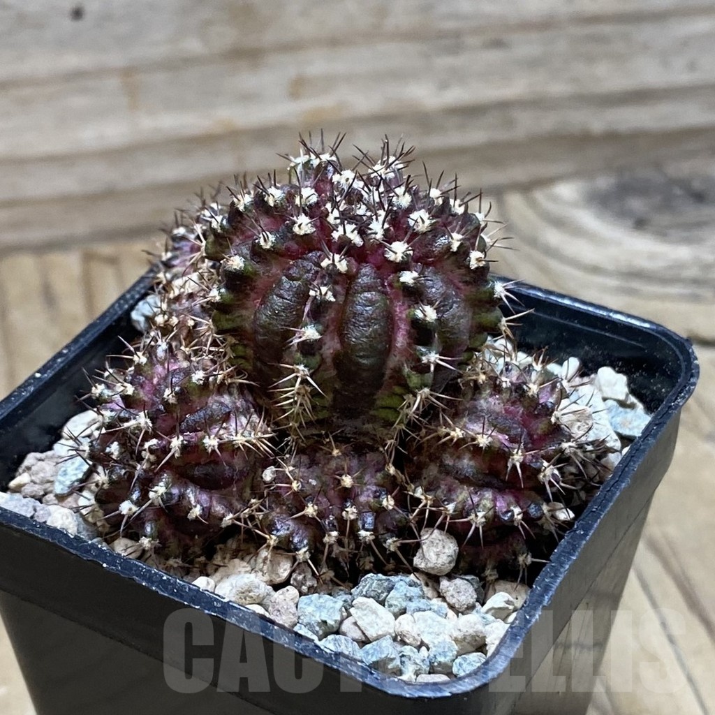 SH23968 Gymnocalycium mihanovichii ‘T-Lux’ - immagine 2