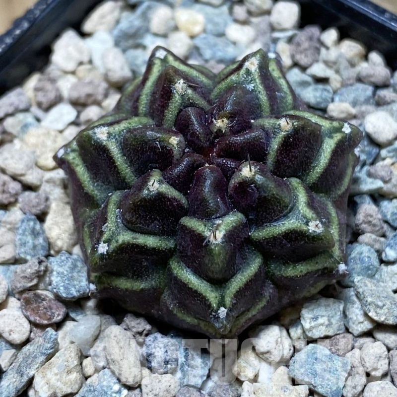 SH23970 Gymnocalycium mihanovichii ‘Day Dream’