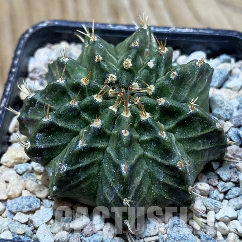 SH23971 Gymnocalycium mihanovichii 'Ravana'