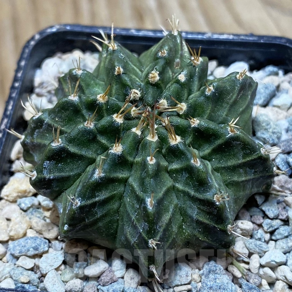 SH23971 Gymnocalycium mihanovichii 'Ravana'
