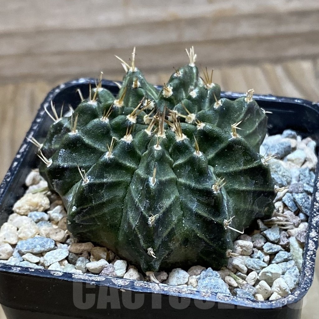SH23971 Gymnocalycium mihanovichii 'Ravana' - Imagen 2