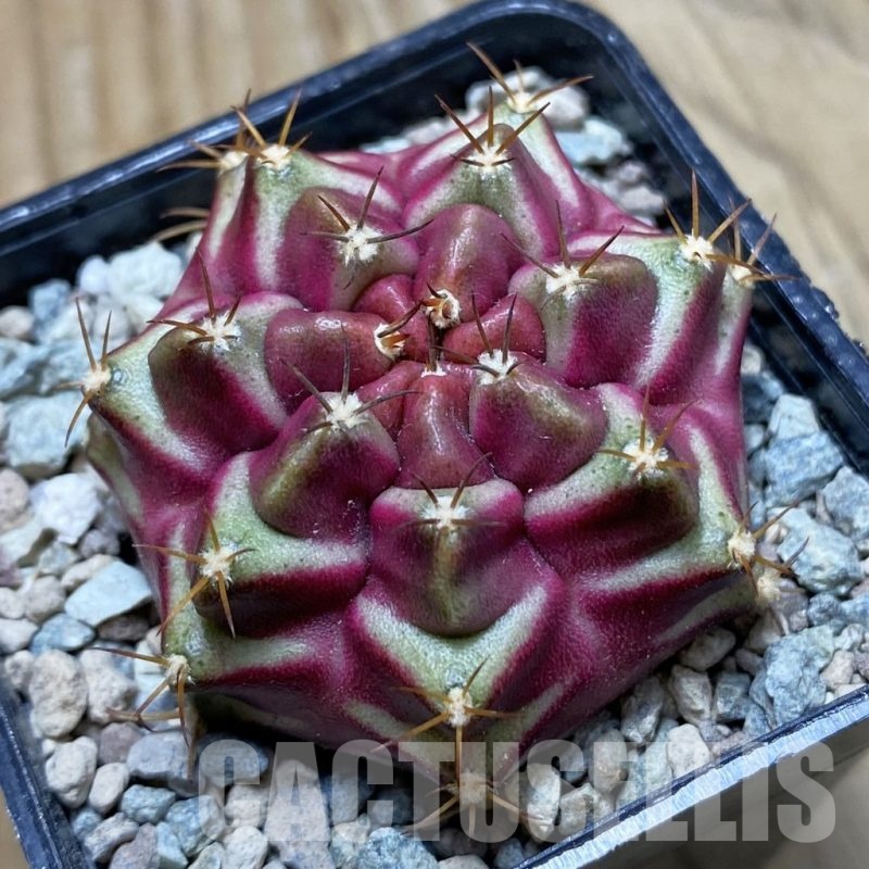 SH23972 Gymnocalycium mihanovichii ‘Purple Nebula’