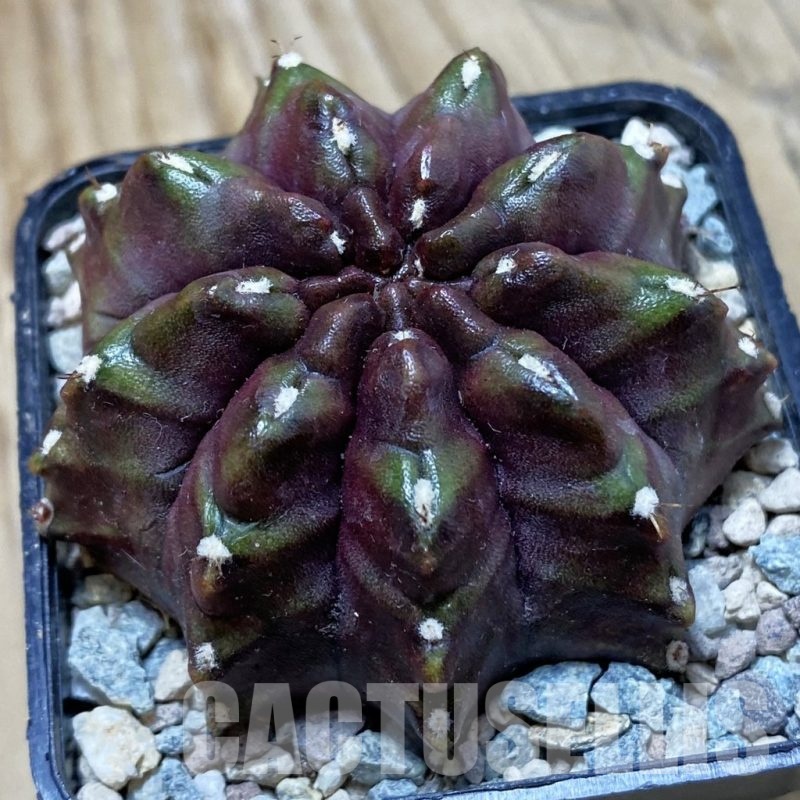 SH23973 Gymnocalycium mihanovichii ‘Nana'