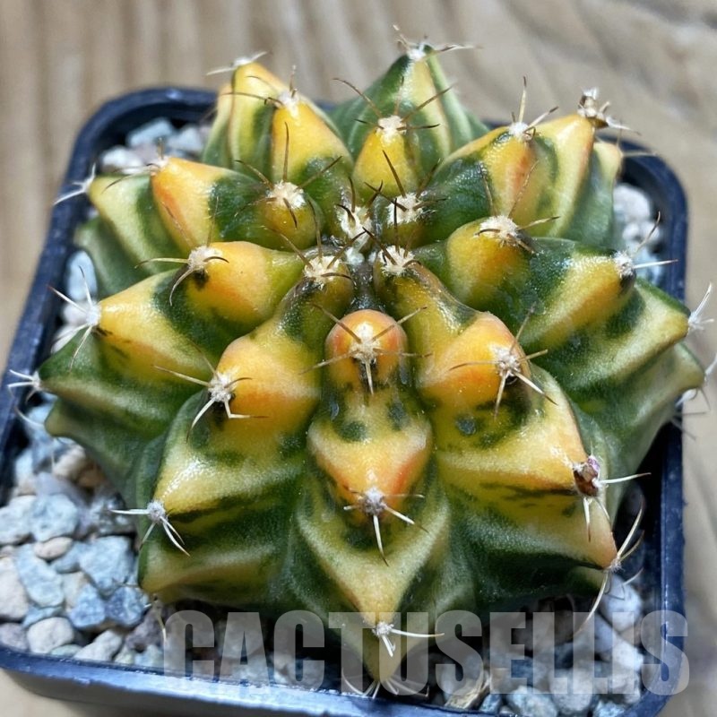 SH23974 Gymnocalycium mihanovichii 'Som Jeed'