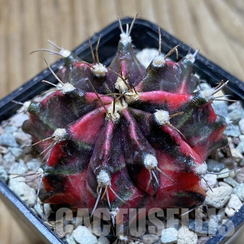 SH23975 Gymnocalycium mihanovichii ‘Black Forest’