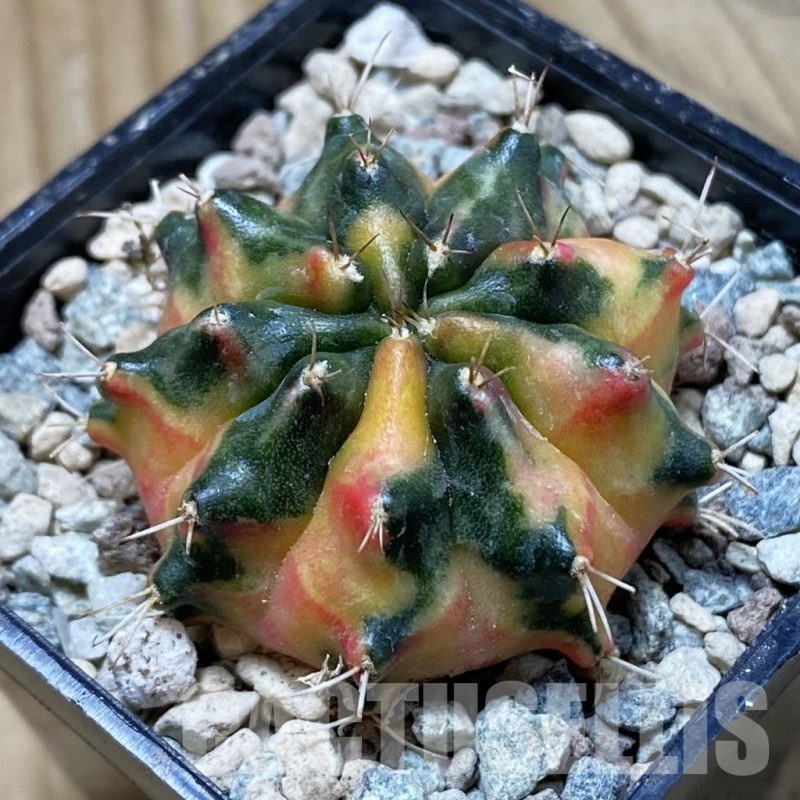 SH23976 Gymnocalycium mihanovichii 'Pearl Andaman'