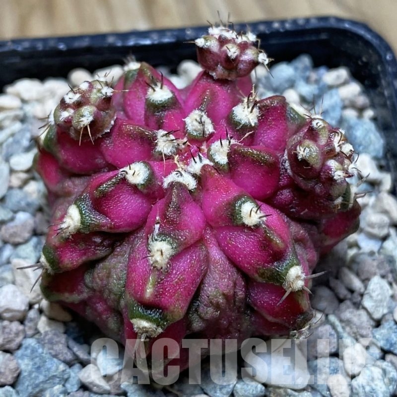 SH23977 Gymnocalycium mihanovichii ‘T-Lux’