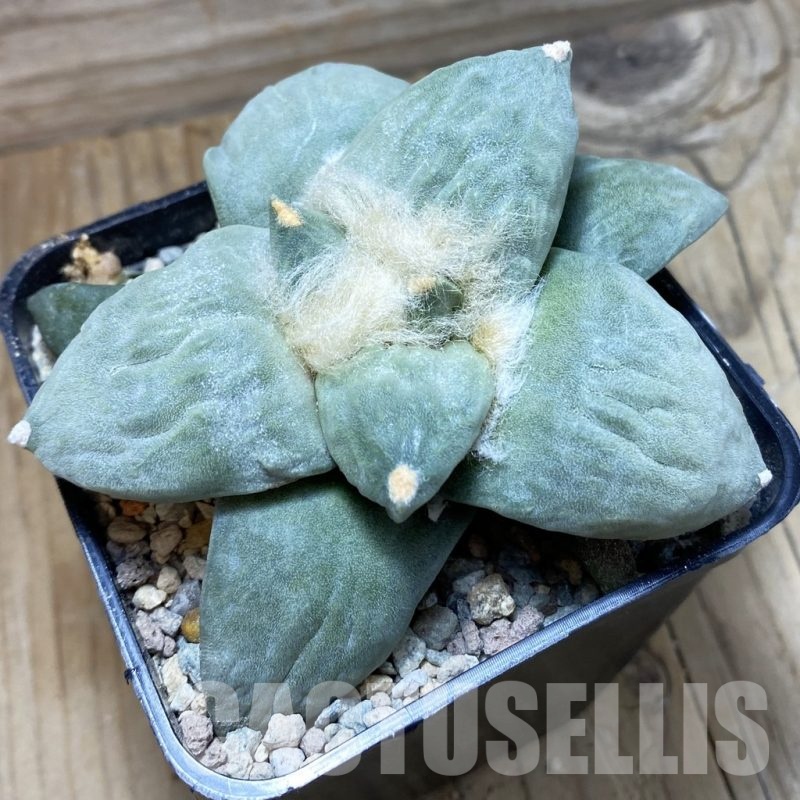 SH23927 Ariocarpus retusus hybrid, seedling, own roots