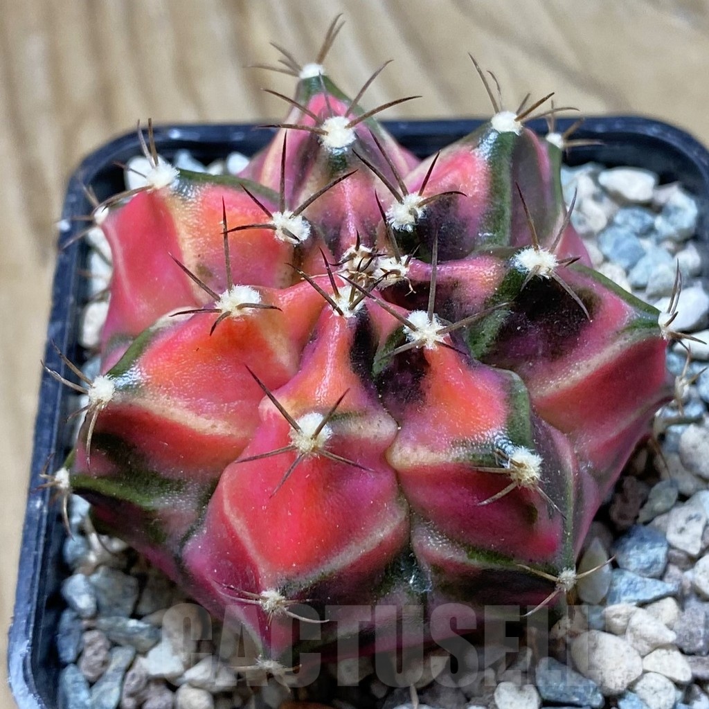 SH23978 Gymnocalycium mihanovichii 'Siamodon'