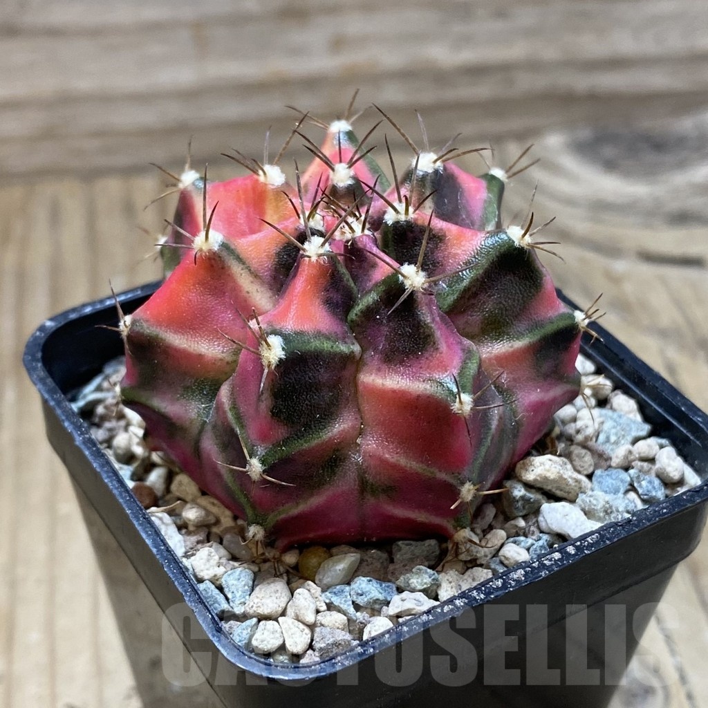 SH23978 Gymnocalycium mihanovichii 'Siamodon' - Image 2