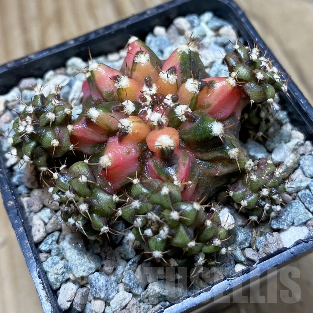 SH23979 Gymnocalycium mihanovichii ‘T-Rex’ f. variegata
