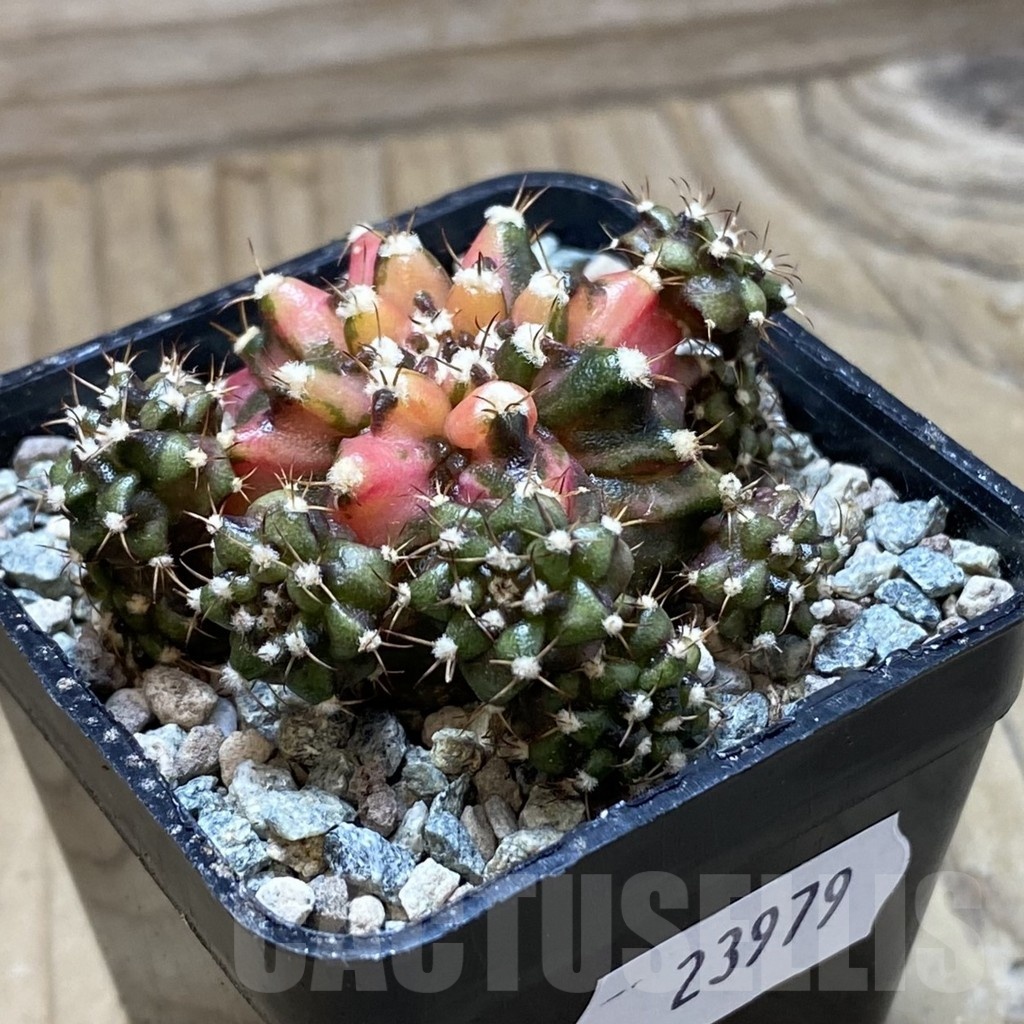 SH23979 Gymnocalycium mihanovichii ‘T-Rex’ f. variegata - Image 2