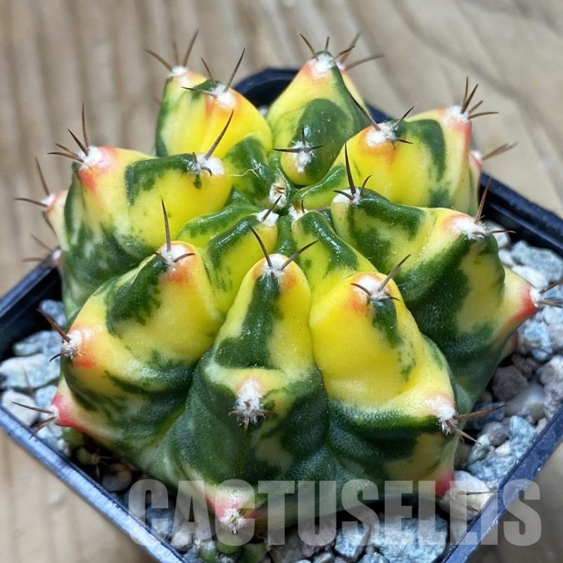 SH23980 Gymnocalycium mihanovichii ‘Moon Crown’ hybrid