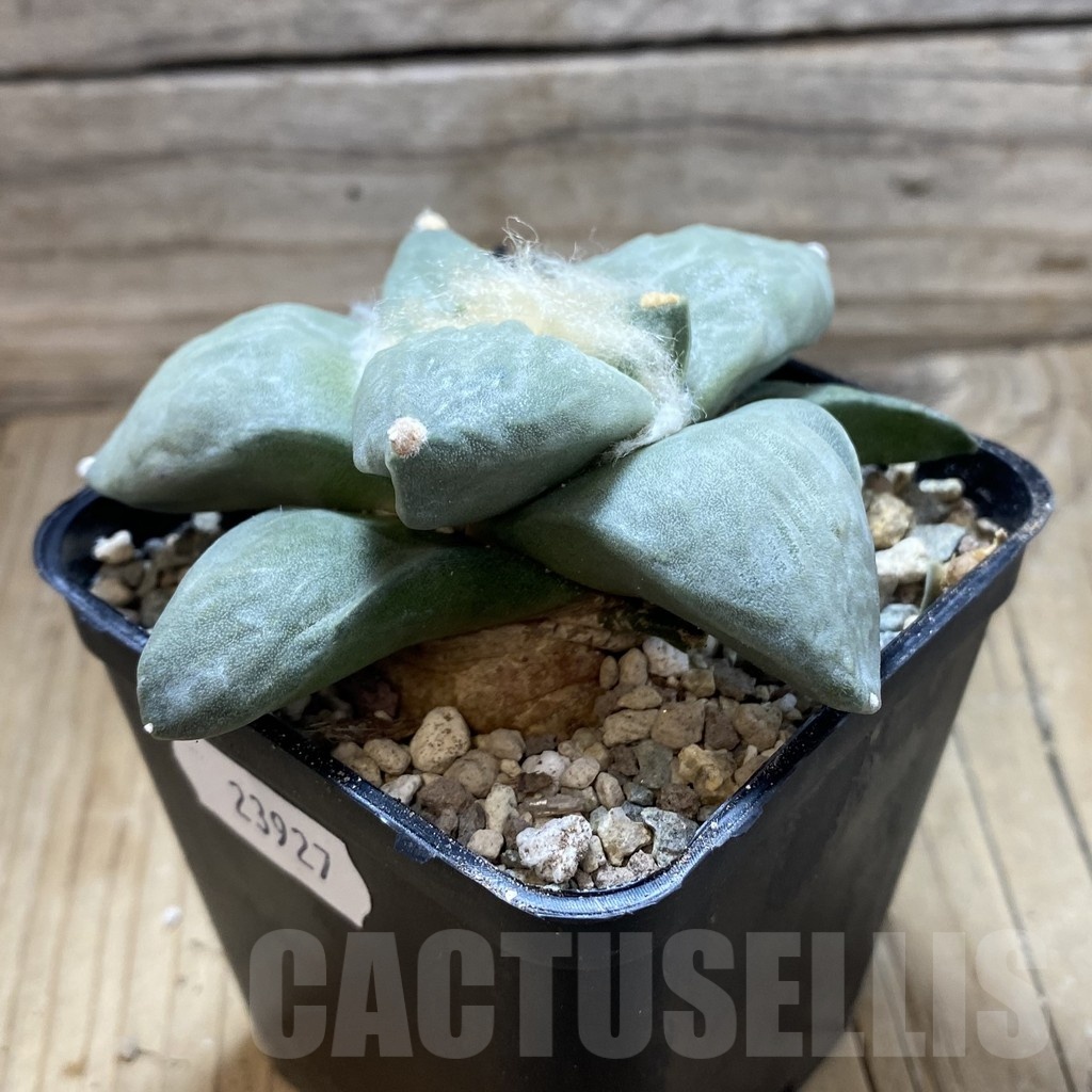SH23927 Ariocarpus retusus hybrid, seedling, own roots - Image 2