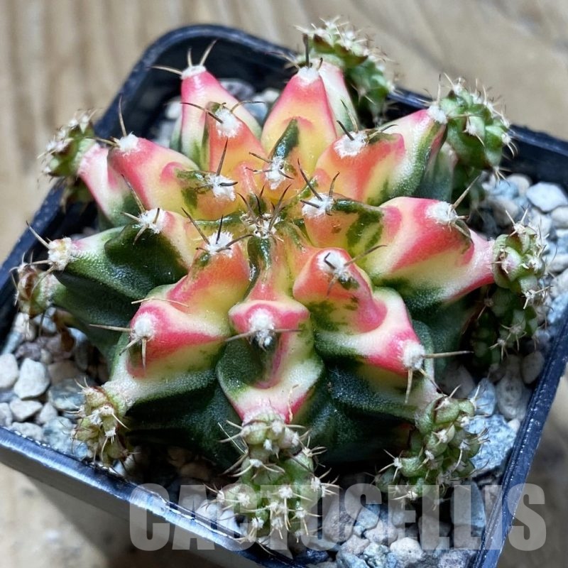 SH23981 Gymnocalycium mihanovichii ‘Multicolor’