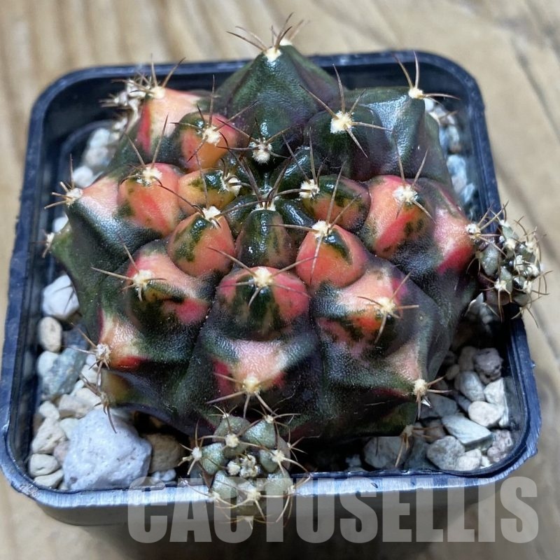 SH23982 Gymnocalycium mihanovichii 'Kan-Thong'