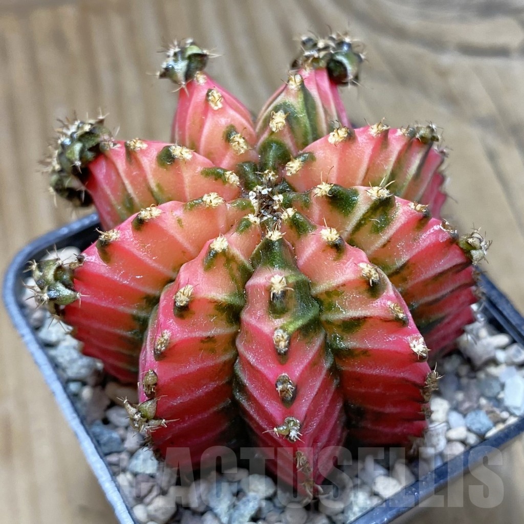 SH23983 Gymnocalycium mihanovichii 'Crystal Jelly'
