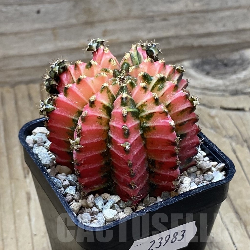 SH23983 Gymnocalycium mihanovichii 'Crystal Jelly' - Image 2